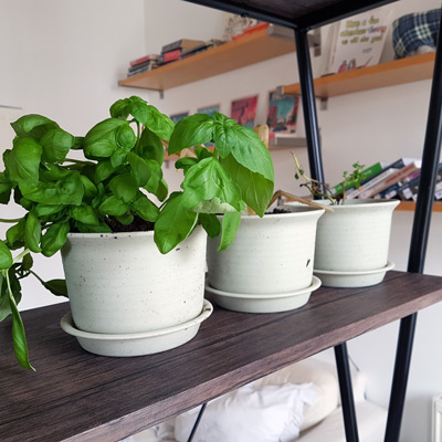 My dead house plants are currently named Tori Floyd.